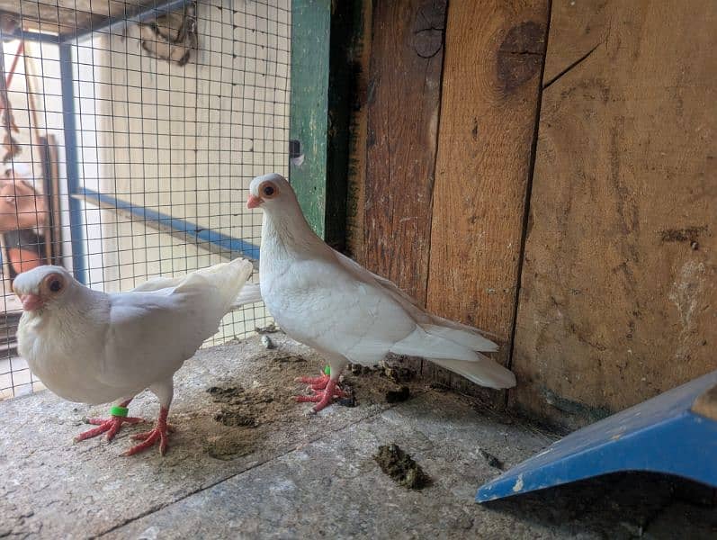Budapest breeder pair with 2 chicks 0