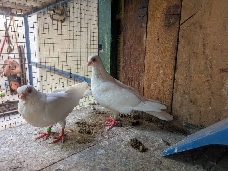 Budapest breeder pair with 2 chicks 1