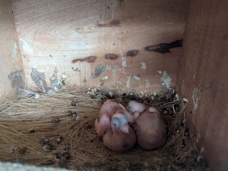 Budapest breeder pair with 2 chicks 2