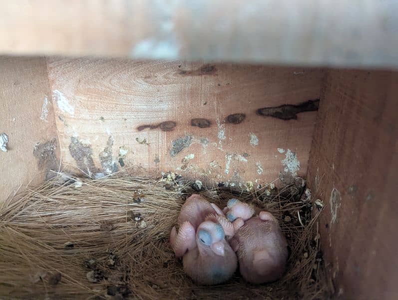 Budapest breeder pair with 2 chicks 3