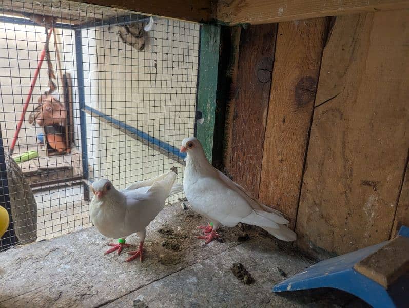 Budapest breeder pair with 2 chicks 4