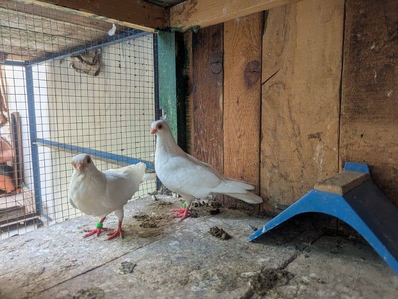 Budapest breeder pair with 2 chicks 5