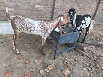 3 bakra han - Goats - 1100773086