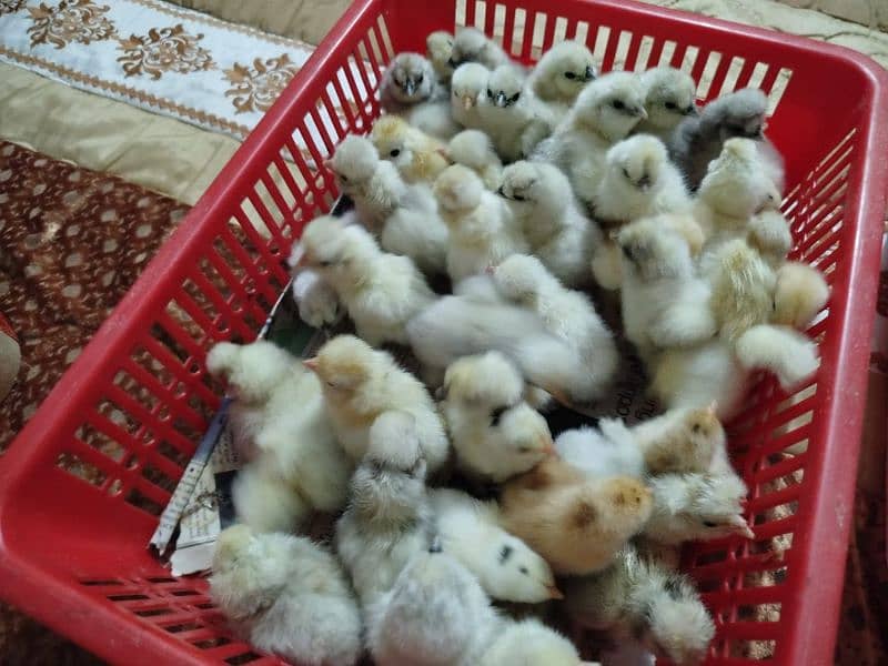 White Sultan, White Silki Porcelain Bantam Fancy chicks available 3