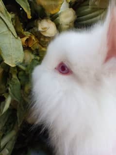 ENGLISH ANGORA RABBITS FOR SALE