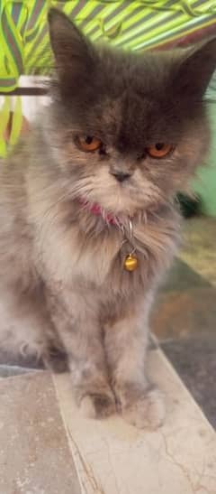 very nice cat