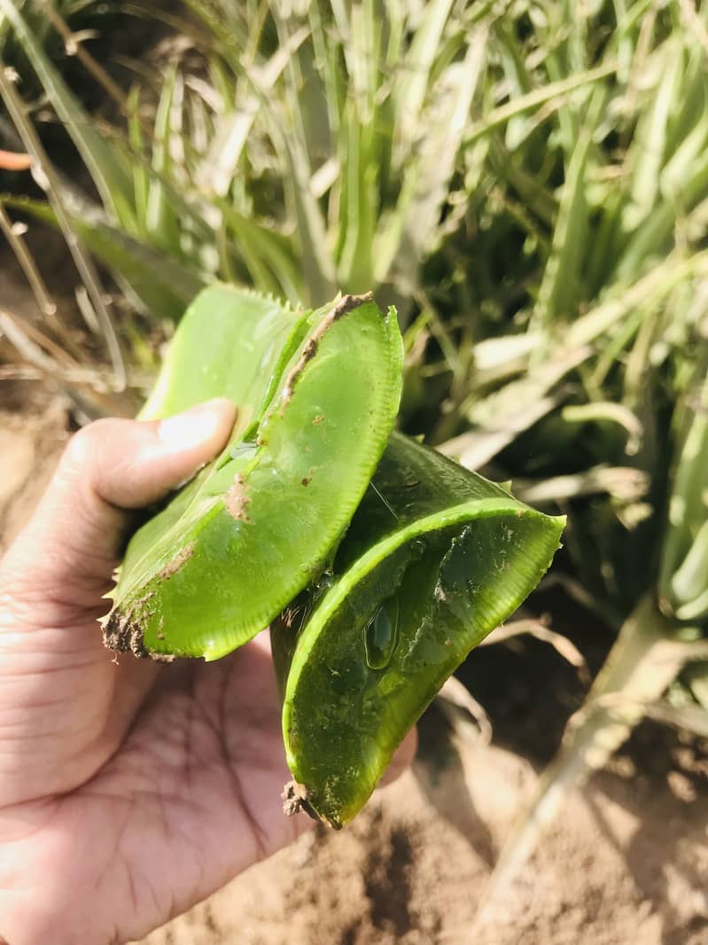 Alovera for sale 0