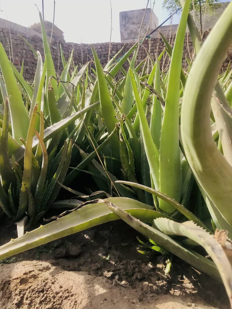 Alovera for sale 4