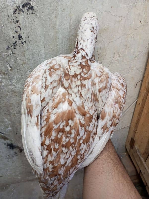 Pure Aseel Breeder Hen for Sale 3