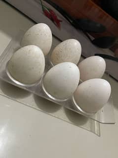 Turkish Hen Fertile Eggs available