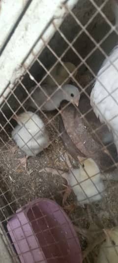 paper white aseel chick call on this number 03024308116