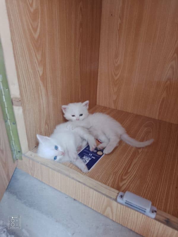 Persian kittens 0