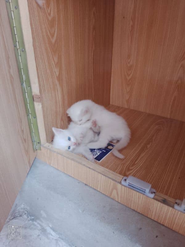 Persian kittens 1