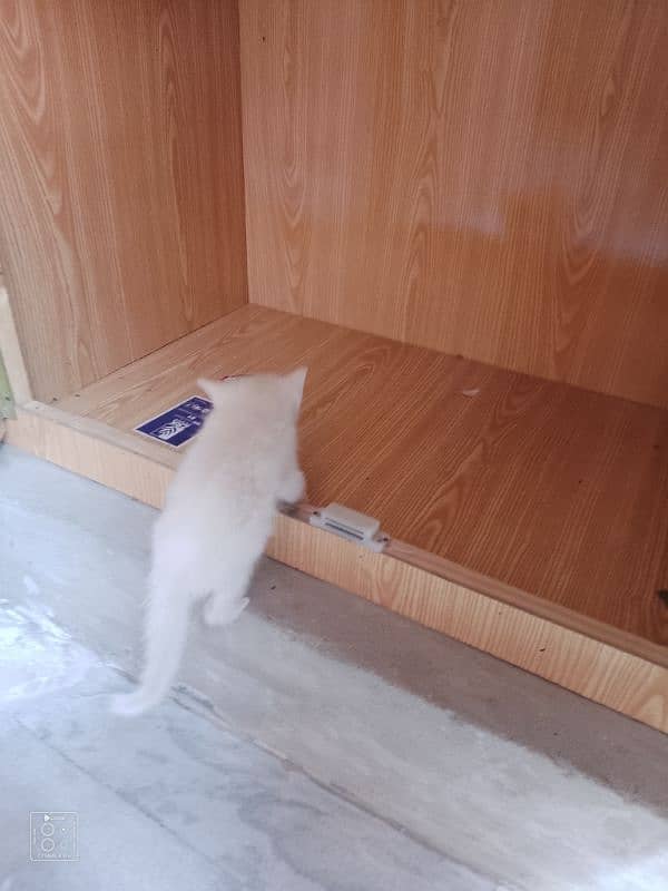 Persian kittens 4
