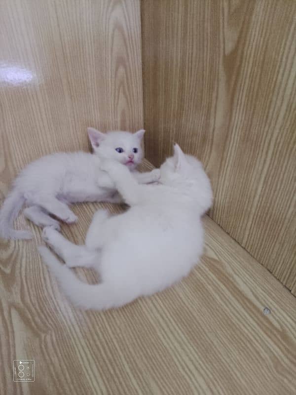 Persian kittens 6