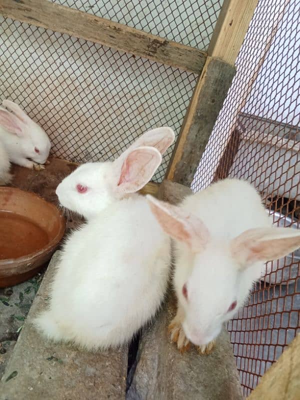 ye rabbits k bachy hn 0