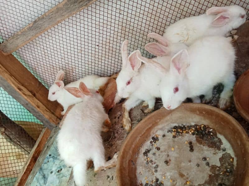 ye rabbits k bachy hn 1
