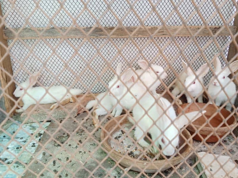 ye rabbits k bachy hn 2