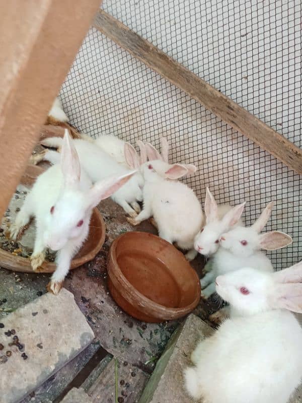 ye rabbits k bachy hn 3