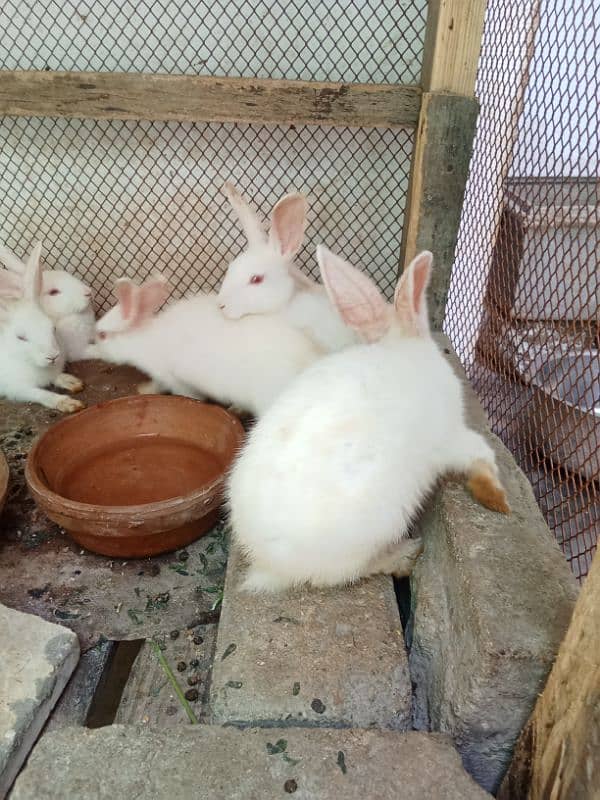 ye rabbits k bachy hn 4