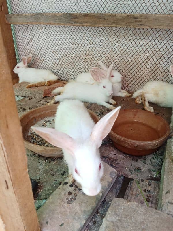 ye rabbits k bachy hn 5