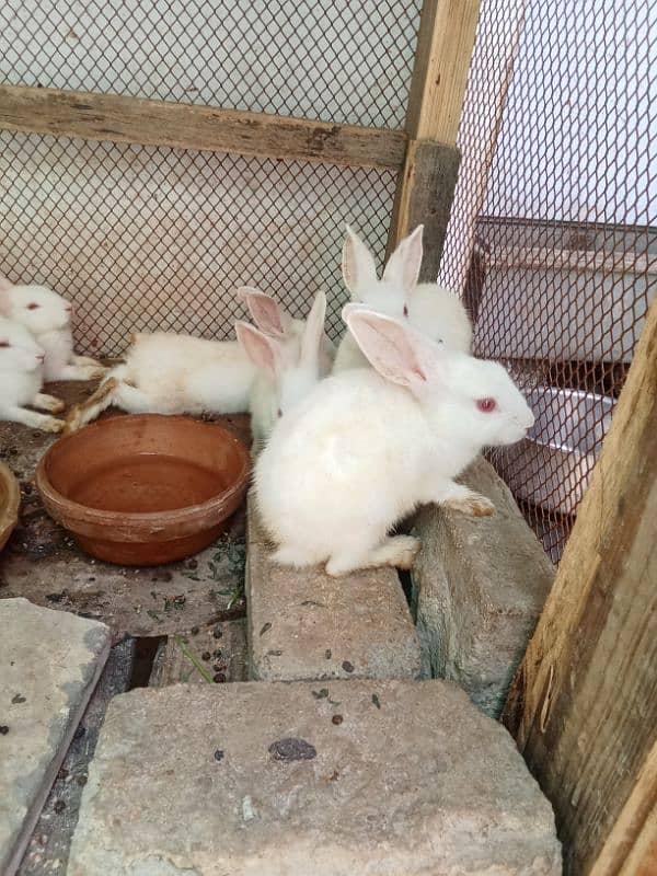 ye rabbits k bachy hn 6