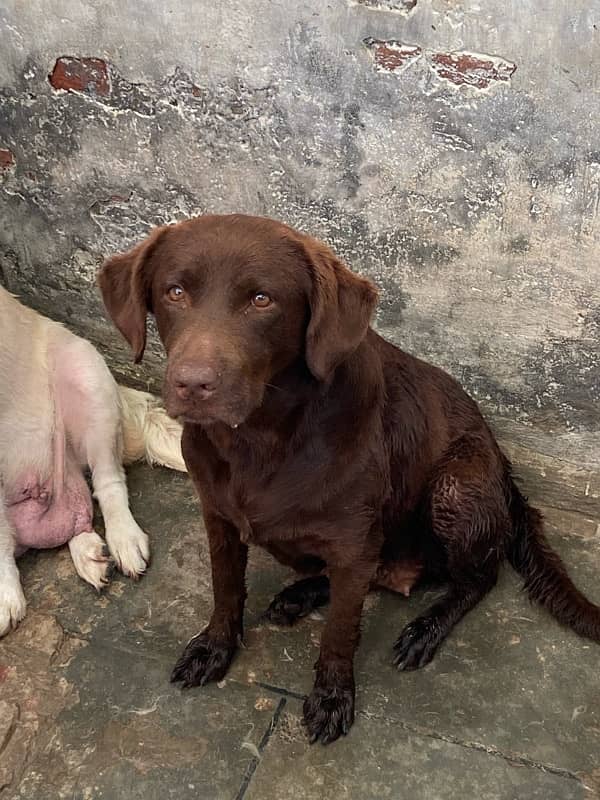 chocolate labrador young  female 0