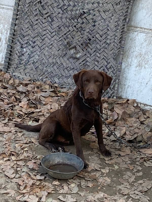 chocolate labrador young  female 2