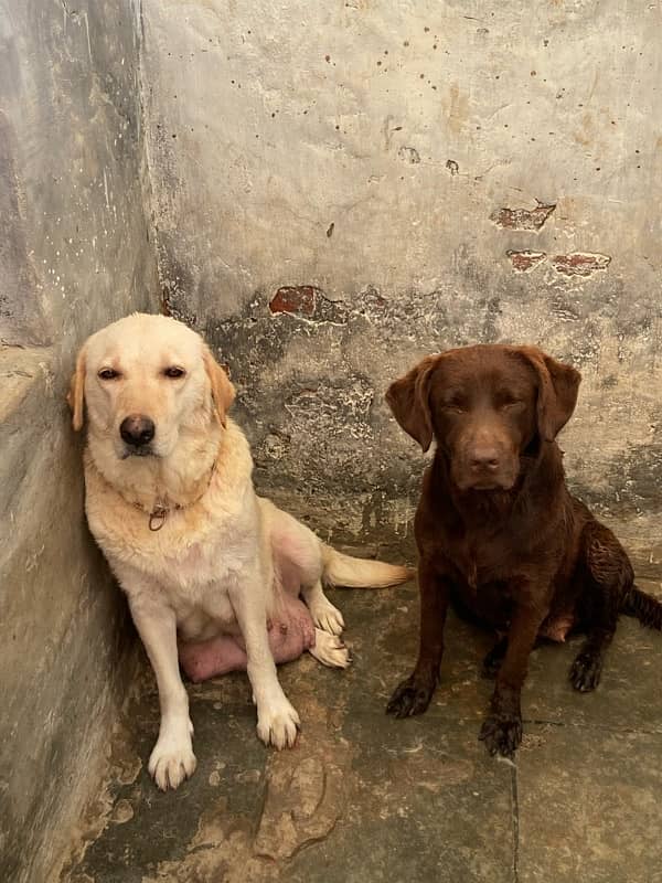 chocolate labrador young  female 3