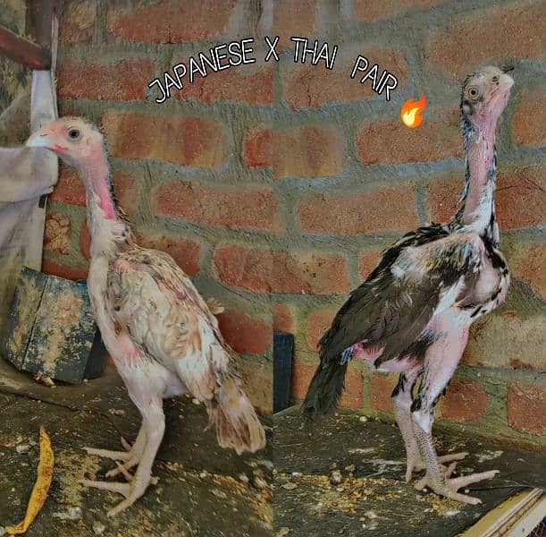 JAPANESE X THAI IMPORTED CHICKS PAIR AVAILABLE 0