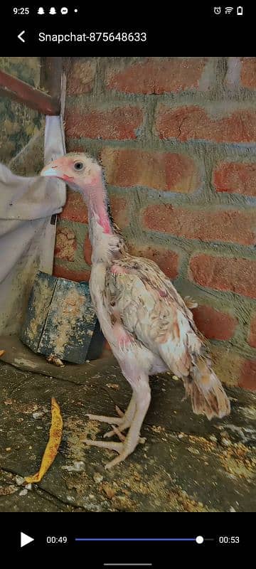JAPANESE X THAI IMPORTED CHICKS PAIR AVAILABLE 1