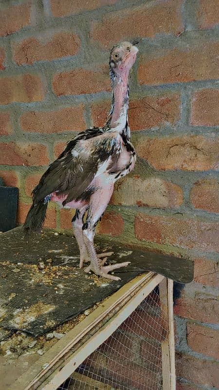 JAPANESE X THAI IMPORTED CHICKS PAIR AVAILABLE 2