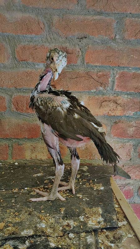 JAPANESE X THAI IMPORTED CHICKS PAIR AVAILABLE 3
