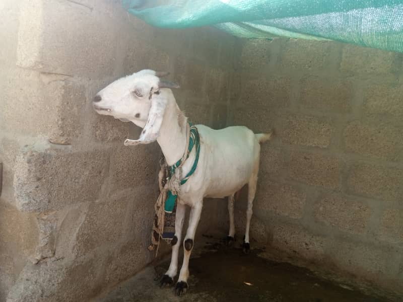 Gabban bakri 1 pat or 2 bakray 03306086688 1