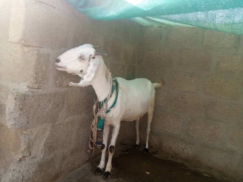 Gabban bakri 1 pat or 2 bakray 03306086688 2