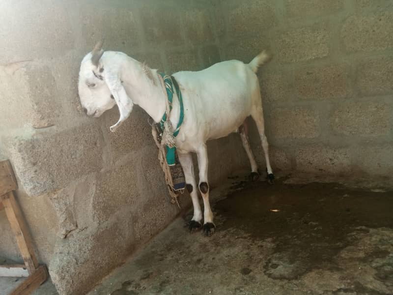 Gabban bakri 1 pat or 2 bakray 03306086688 3