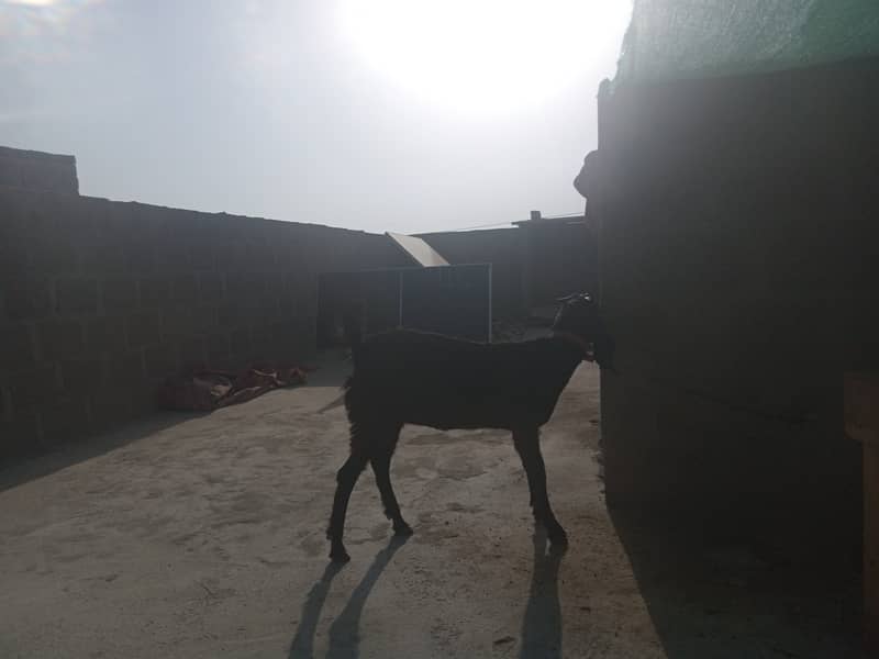 Gabban bakri 1 pat or 2 bakray 03306086688 4