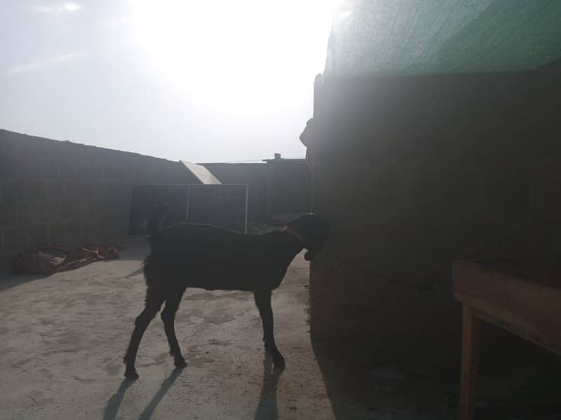 Gabban bakri 1 pat or 2 bakray 03306086688 5
