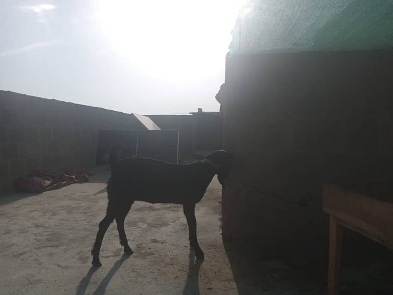 Gabban bakri 1 pat or 2 bakray 03306086688 6