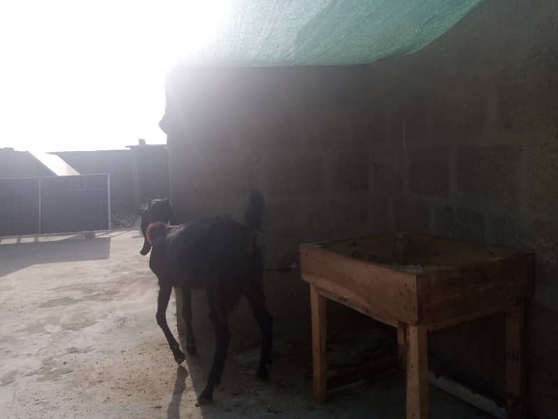 Gabban bakri 1 pat or 2 bakray 03306086688 7