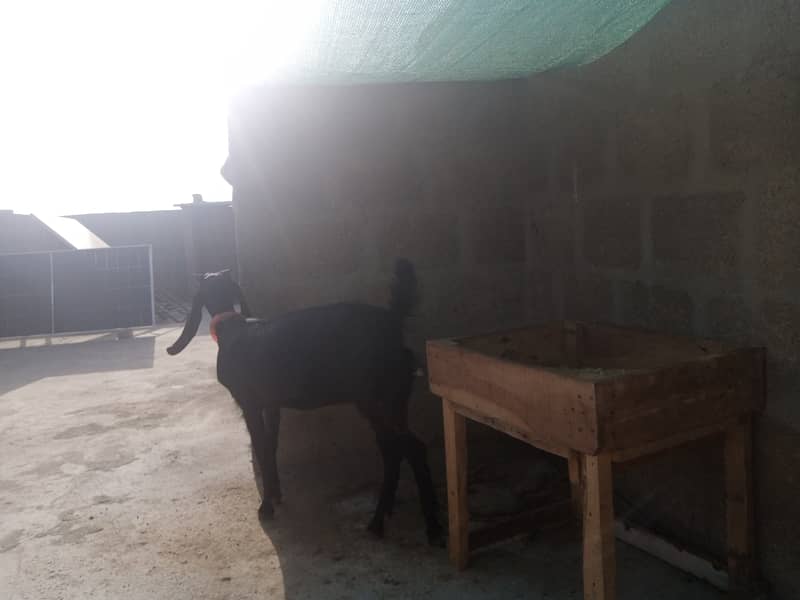 Gabban bakri 1 pat or 2 bakray 03306086688 8