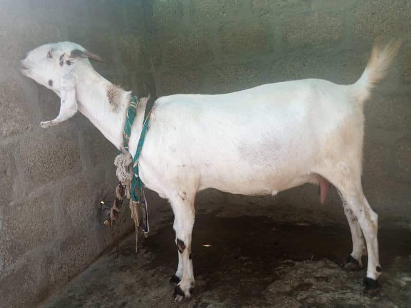 Gabban bakri 1 pat or 2 bakray 03306086688 9