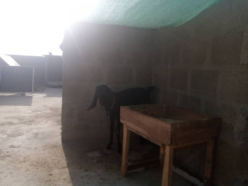 Gabban bakri 1 pat or 2 bakray 03306086688 10