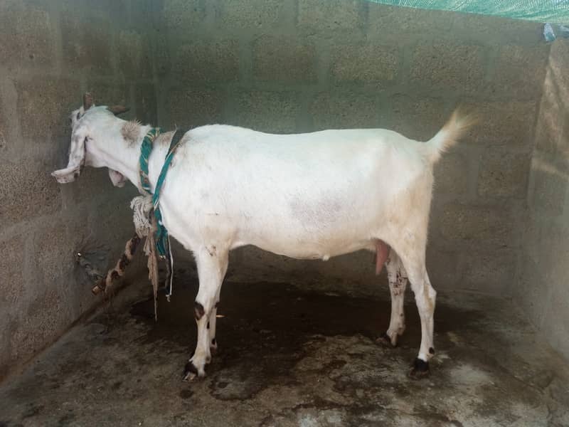 Gabban bakri 1 pat or 2 bakray 03306086688 11