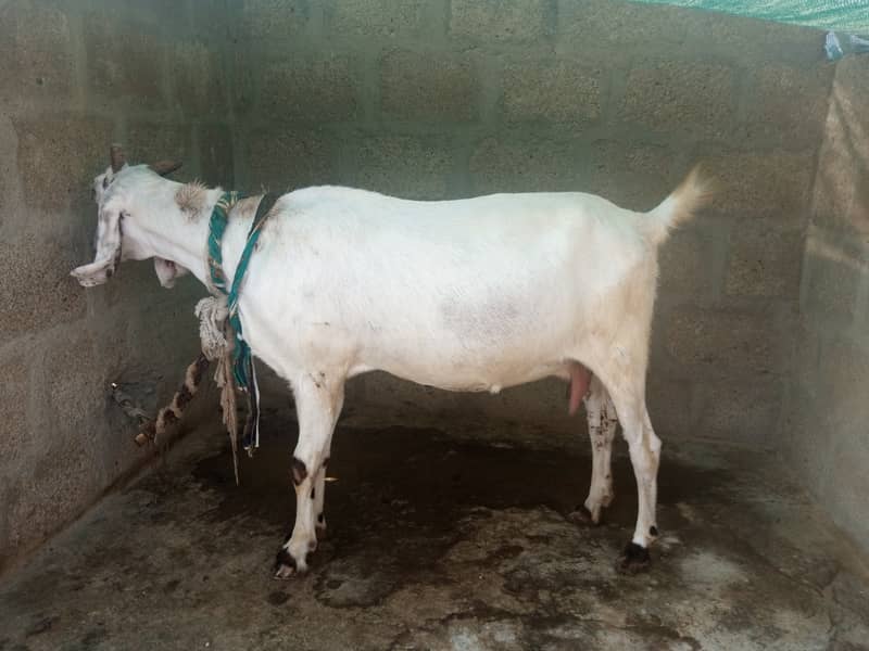 Gabban bakri 1 pat or 2 bakray 03306086688 12