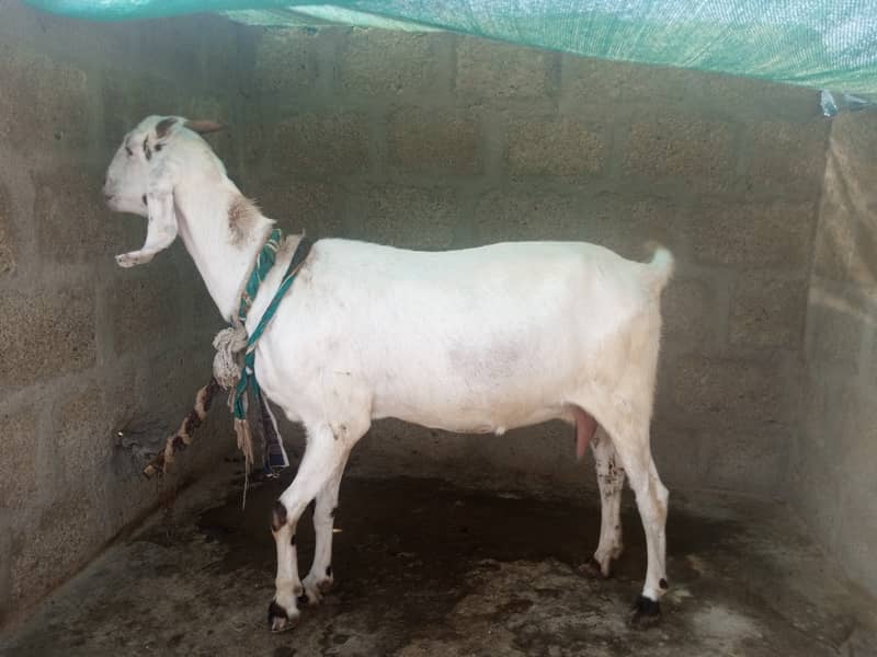 Gabban bakri 1 pat or 2 bakray 03306086688 13