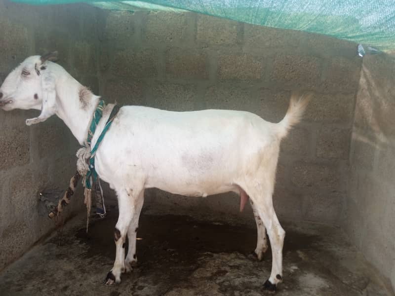 Gabban bakri 1 pat or 2 bakray 03306086688 14