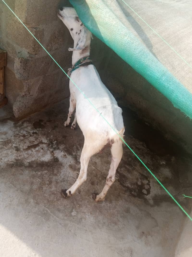Gabban bakri 1 pat or 2 bakray 03306086688 15