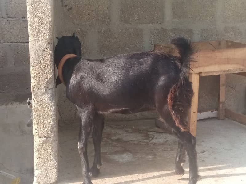 Gabban bakri 1 pat or 2 bakray 03306086688 16