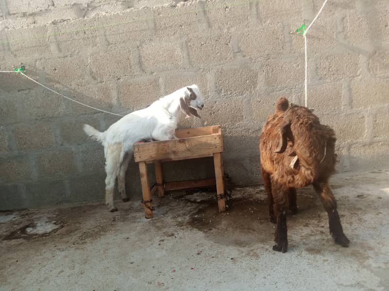 Gabban bakri 1 pat or 2 bakray 03306086688 17